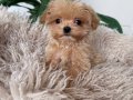 KAHVE TONLU MALTİPOO CİNSİ YAVRULAR 