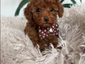SEVİMLİ TOY POODLE YAVRUMUZ TEACUP 