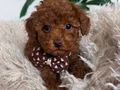 SEVİMLİ TOY POODLE YAVRUMUZ TEACUP 