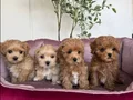 KAHVERENGİ MALTİPOO CİNSİ YAVRULAR EV ÜRETİMİ 