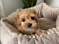 KAHVERENGİ MALTİPOO CİNSİ YAVRULAR EV ÜRETİMİ 