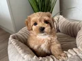 KAHVERENGİ MALTİPOO CİNSİ YAVRULAR EV ÜRETİMİ 