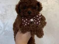 SEVİMLİ TOY POODLE YAVRUMUZ 