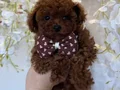 SEVİMLİ TOY POODLE YAVRUMUZ 