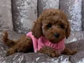 SEVİMLİ TOY POODLE YAVRUMUZ 