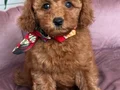 MALTİPOO CİNSİ YAVRULAR 
