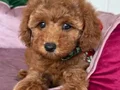 MALTİPOO CİNSİ YAVRULAR 