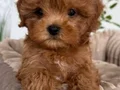 MALTİPOO CİNSİ YAVRULAR 
