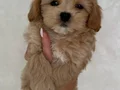 MALTİPOO CİNSİ YAVRULAR 