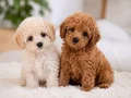 RED TOY POODLE SEVİMLİ YAVRULAR 