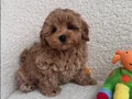 RED TOY POODLE SEVİMLİ YAVRULAR 