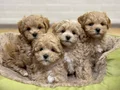 MALTİPOO CİNSİ YAVRULAR EV ÜRETİMİ 