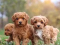 MALTİPOO CİNSİ YAVRULAR EV ÜRETİMİ 