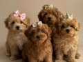 TOY POODLE SEVİMLİ YAVRULAR EV ÜRETİMİ 