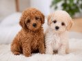 TOY POODLE SEVİMLİ YAVRULAR EV ÜRETİMİ 