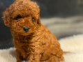 TOY POODLE SEVİMLİ YAVRULAR EV ÜRETİMİ 