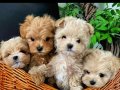 KAHVE TONLU MALTİPOO CİNSİ YAVRULAR 