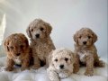 KAHVE TONLU MALTİPOO CİNSİ YAVRULAR 