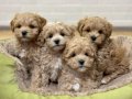 KAHVE TONLU MALTİPOO CİNSİ YAVRULAR 