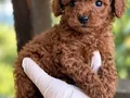 TOY POODLE SEVİMLİ YAVRULAR 
