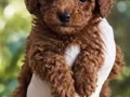 TOY POODLE SEVİMLİ YAVRULAR 