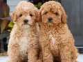 MALTİPOO CİNSİ YAVRULAR EV ÜRETİMİ 