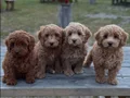 MALTİPOO CİNSİ YAVRULAR EV ÜRETİMİ 