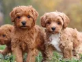 MALTİPOO CİNSİ YAVRULAR EV ÜRETİMİ 