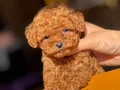 SEVİMLİ TOY POODLE YAVRUMUZ 