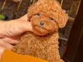 SEVİMLİ TOY POODLE YAVRUMUZ 