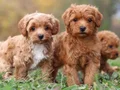 MALTİPOO CİNSİ YAVRULAR 