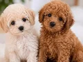MALTİPOO CİNSİ YAVRULAR 