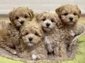 MALTİPOO CİNSİ YAVRULAR 