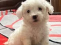 MALTESE TERRİER CİNSİ YAVRULAR 