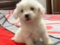 MALTESE TERRİER CİNSİ YAVRULAR 