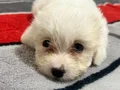 MALTESE TERRİER CİNSİ YAVRULAR 