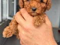 KIPKIRMIZI RED TOY POODLE SEVİMLİ YAVRULAR 