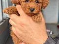 KIPKIRMIZI RED TOY POODLE SEVİMLİ YAVRULAR 