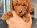 KIPKIRMIZI RED TOY POODLE SEVİMLİ YAVRULAR 