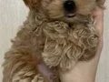 MALTİPOO CİNSİ YAVRULAR EV ÜRETİMİ 