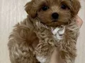 MALTİPOO CİNSİ YAVRULAR EV ÜRETİMİ 