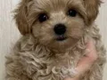 MALTİPOO CİNSİ YAVRULAR EV ÜRETİMİ 