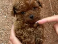 KIPKIRMIZI RED TOY POODLE 