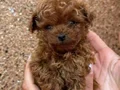 KIPKIRMIZI RED TOY POODLE 