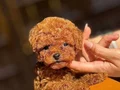 KIPKIRMIZI RED TOY POODLE 
