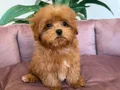 MALTİPOO CİNSİ YAVRULAR EV ÜRETİMİ 