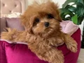 MALTİPOO CİNSİ YAVRULAR EV ÜRETİMİ 