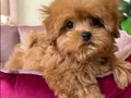 MALTİPOO CİNSİ YAVRULAR EV ÜRETİMİ 