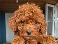 RED TOY POODLE SEVİMLİ YAVRULAR 