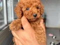 RED TOY POODLE SEVİMLİ YAVRULAR 